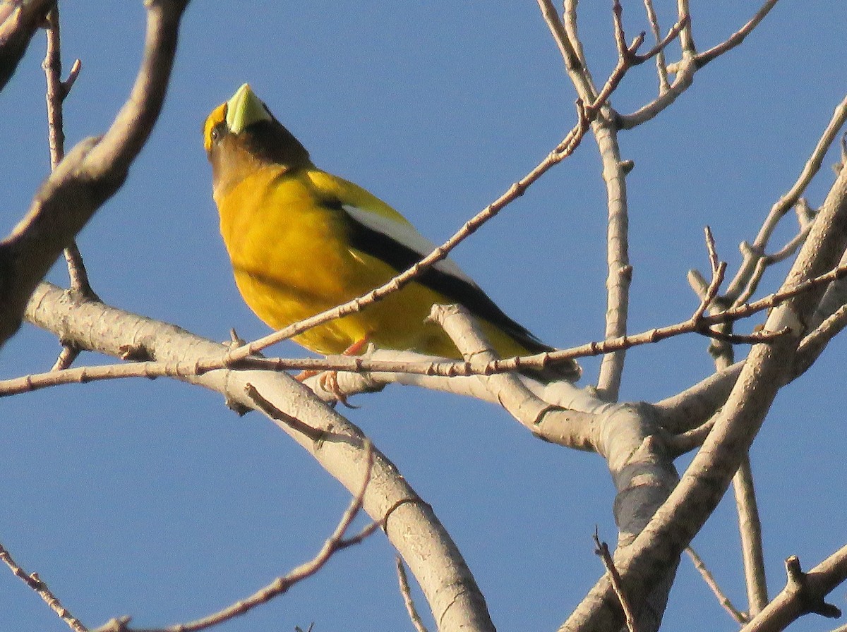 Evening Grosbeak - ML336934231