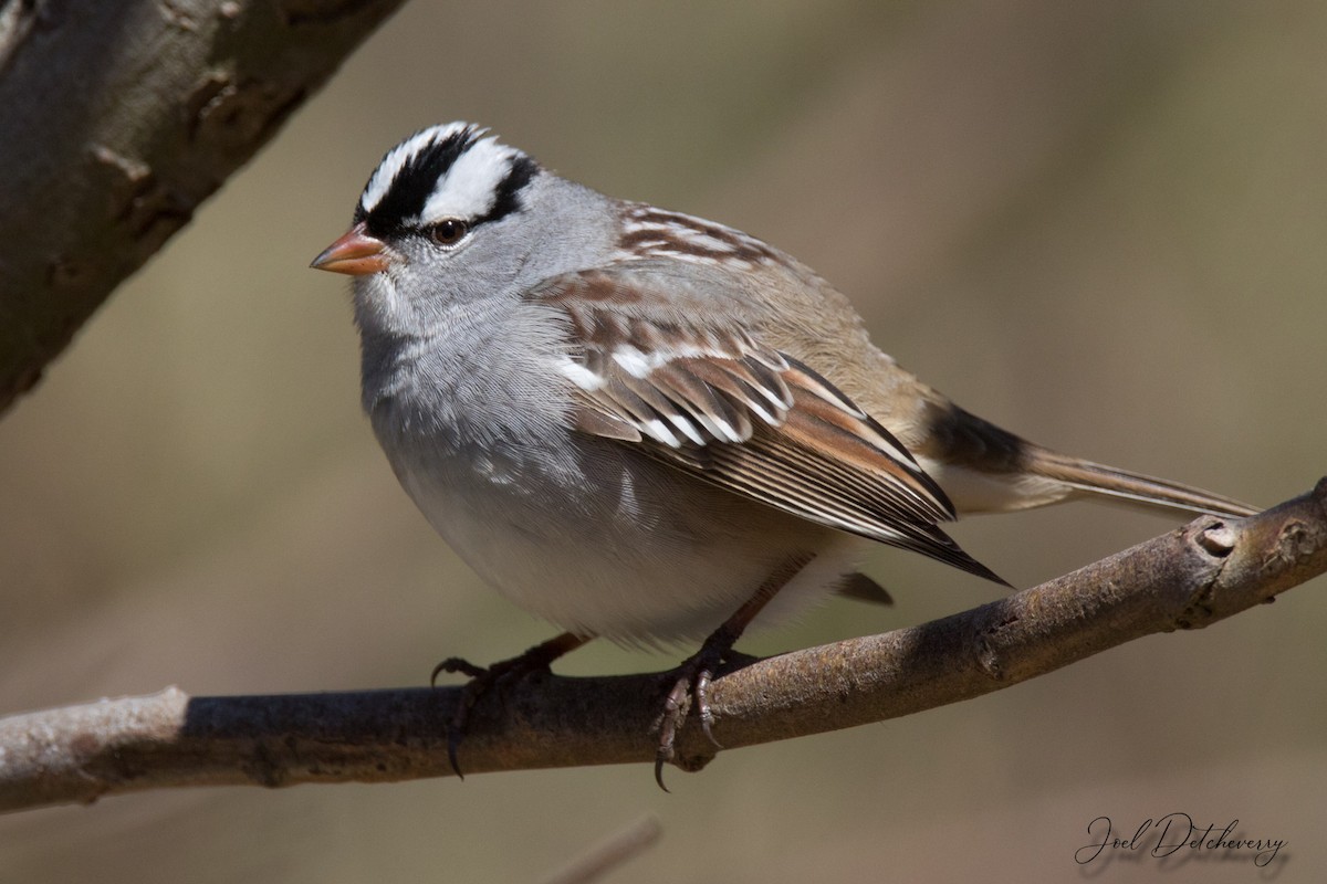 White-crowned Sparrow - ML336934691
