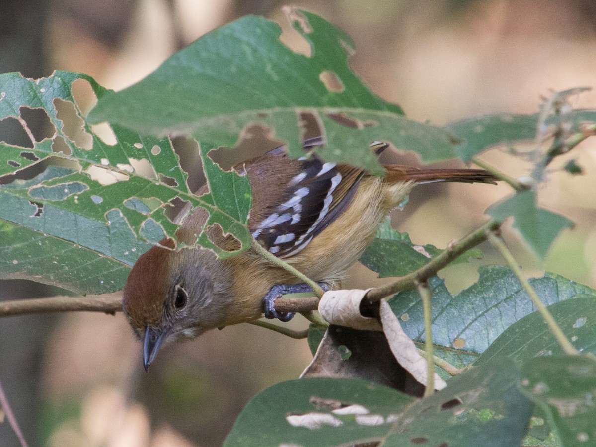 Planalto Slaty-Antshrike - ML336935471