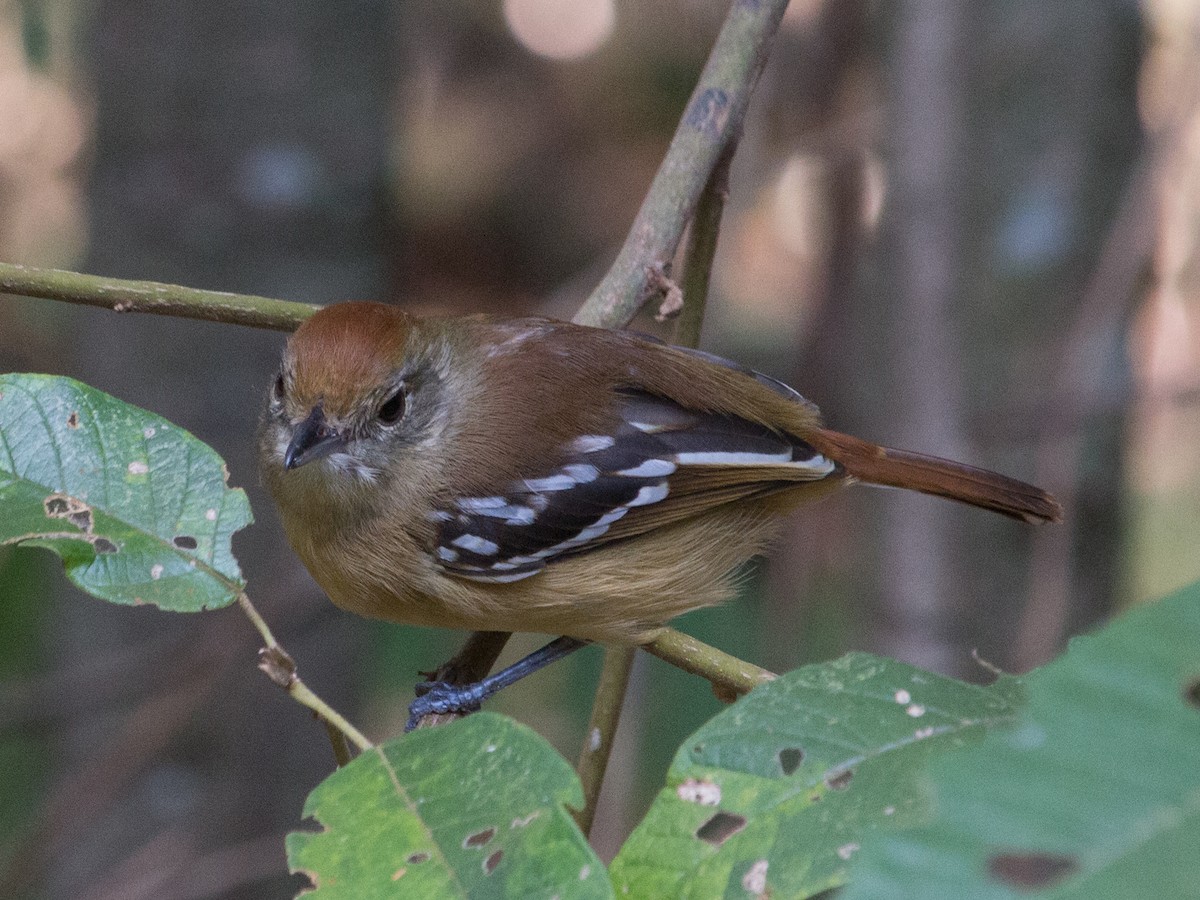 Planalto Slaty-Antshrike - ML336935481