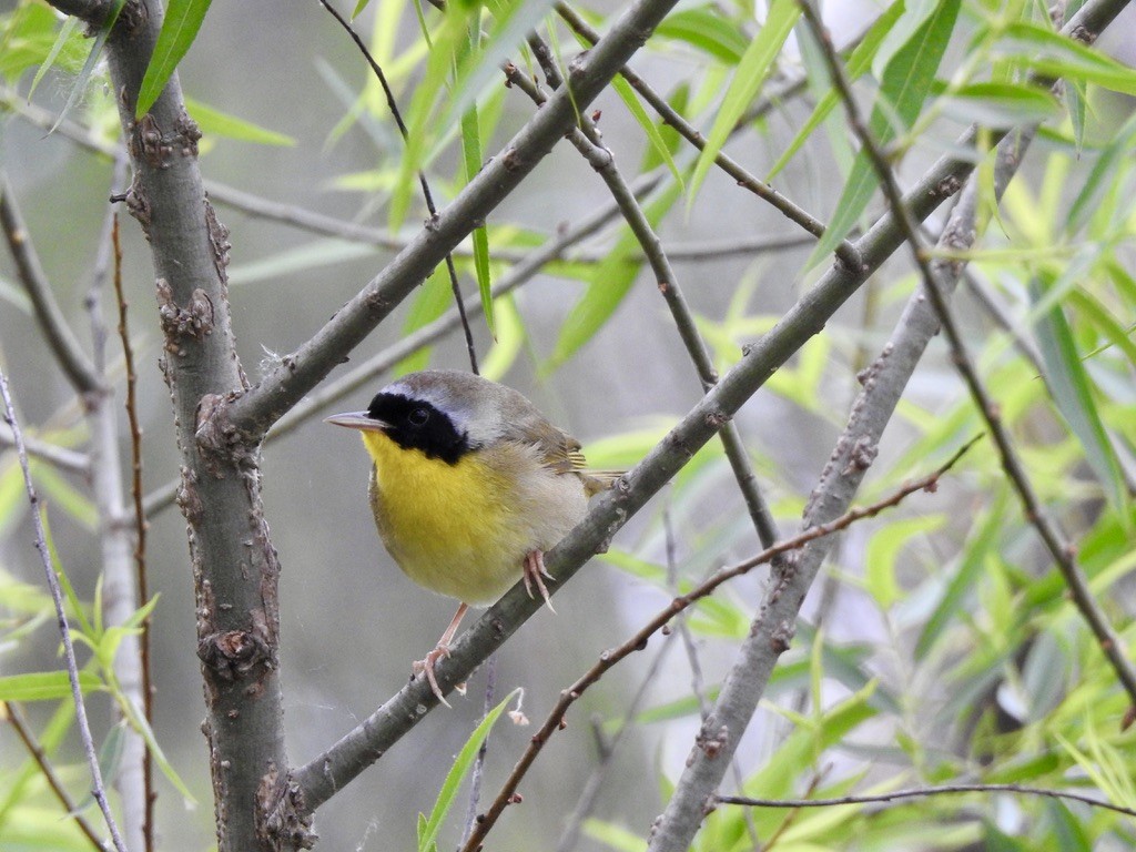 Common Yellowthroat - ML336937911
