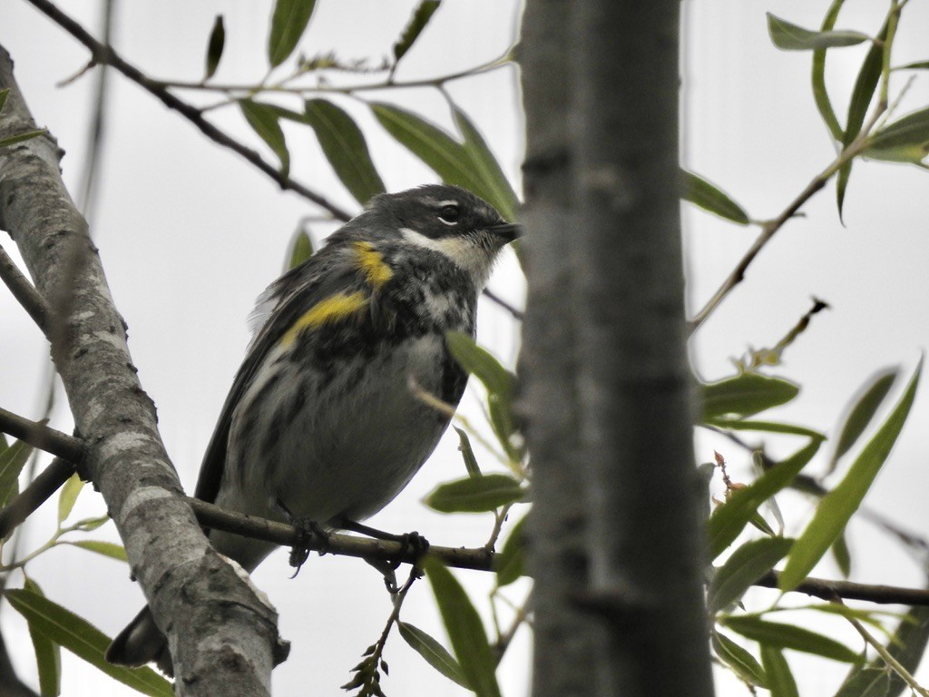 Yellow-rumped Warbler - ML336937931