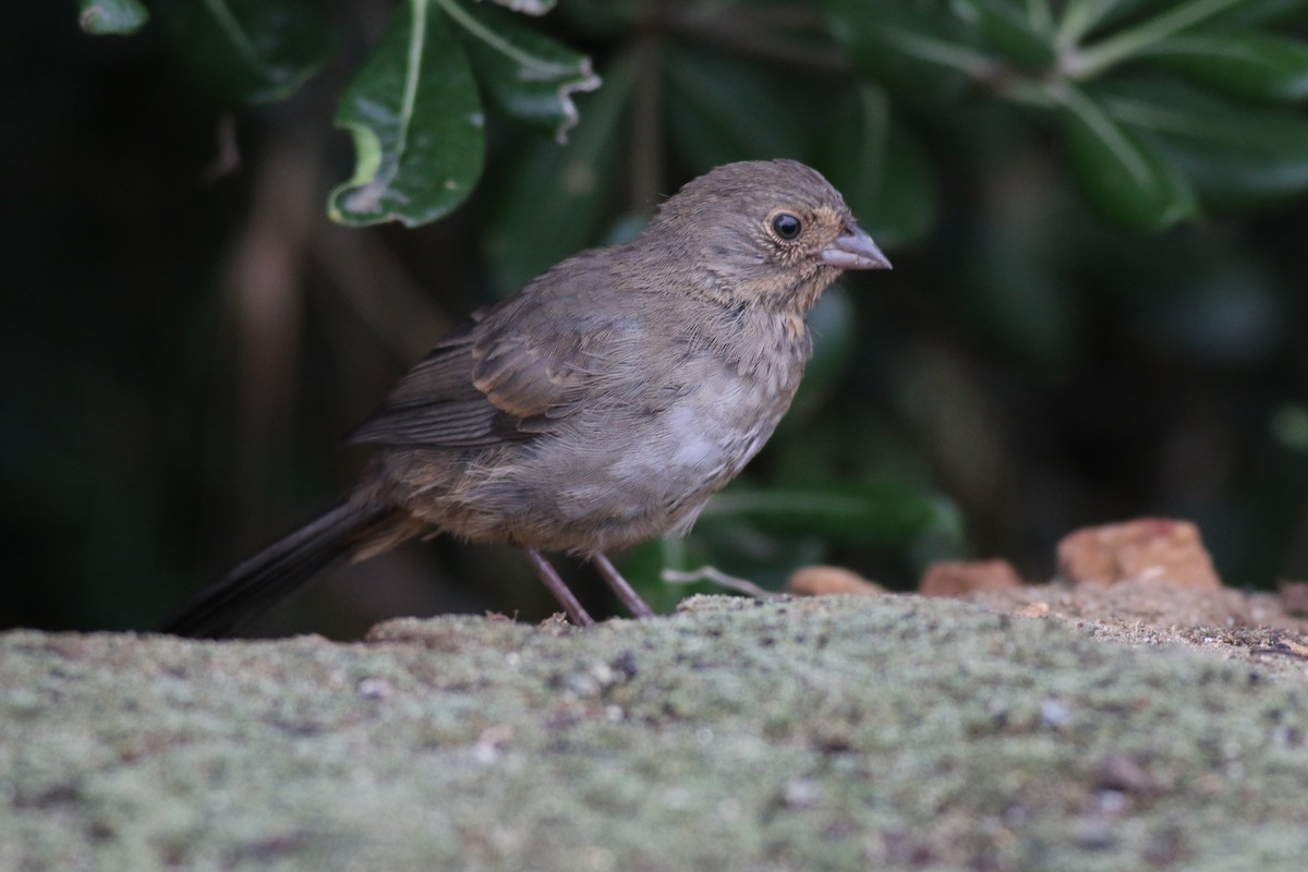 California Towhee - ML33693831