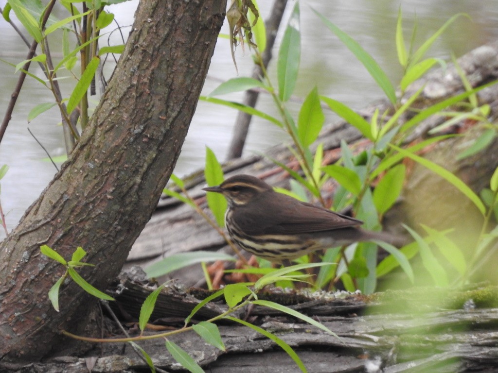 Northern Waterthrush - ML336938411
