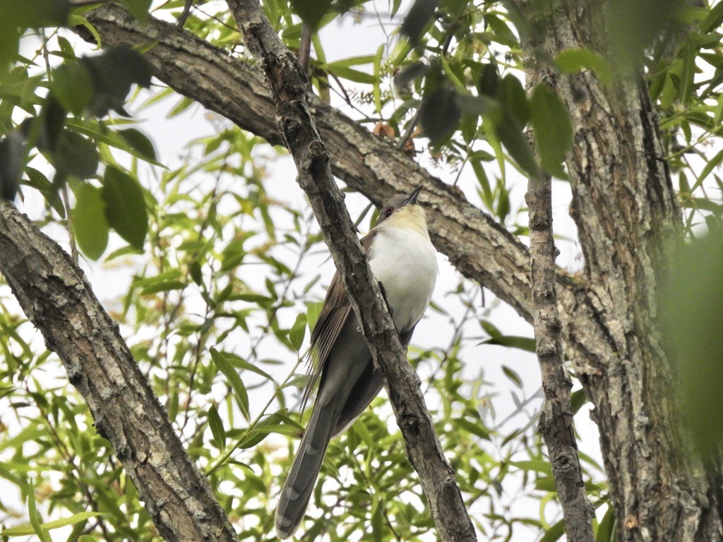 Black-billed Cuckoo - ML336938561