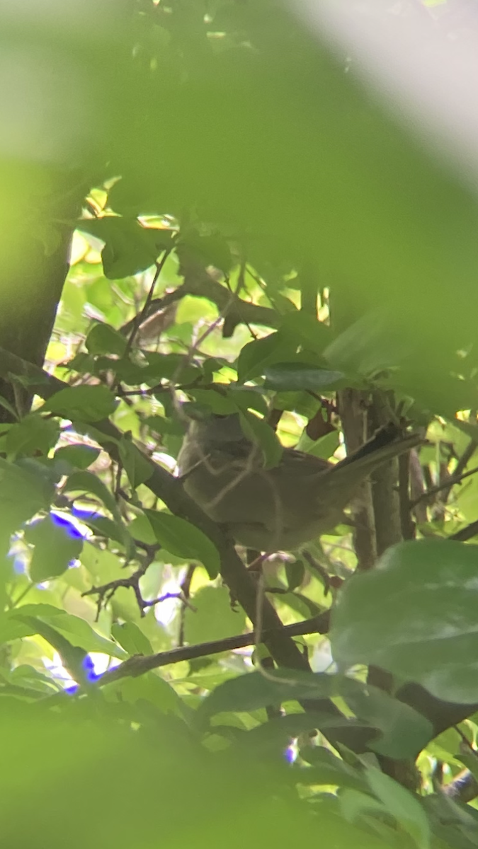 White-crowned Sparrow - ML336939061