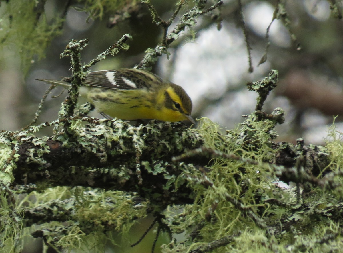 hemlokkparula - ML33694011