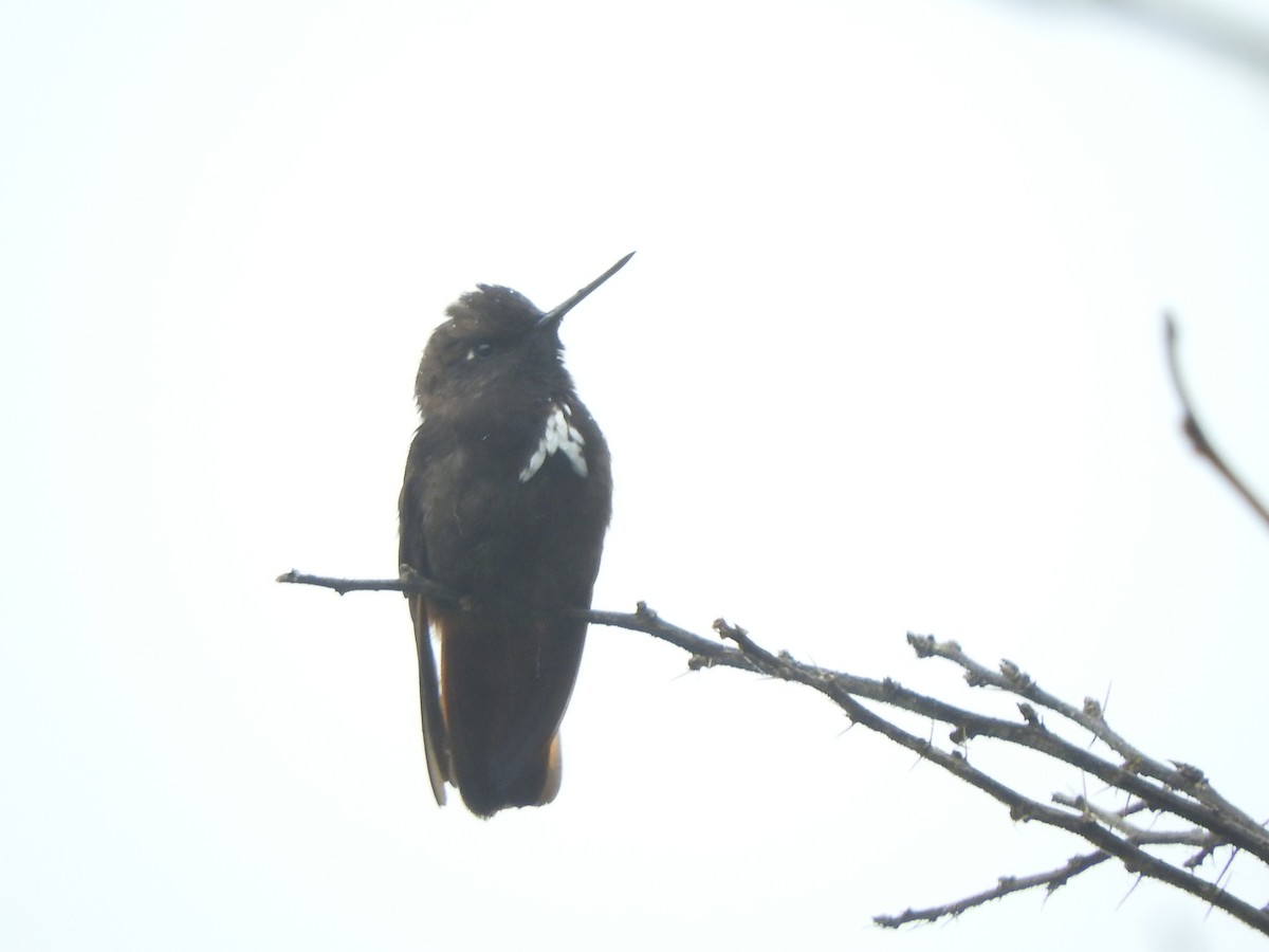 kolibřík černokápý - ML336940121