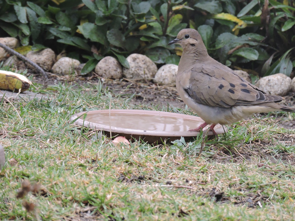 Eared Dove - ML336940911