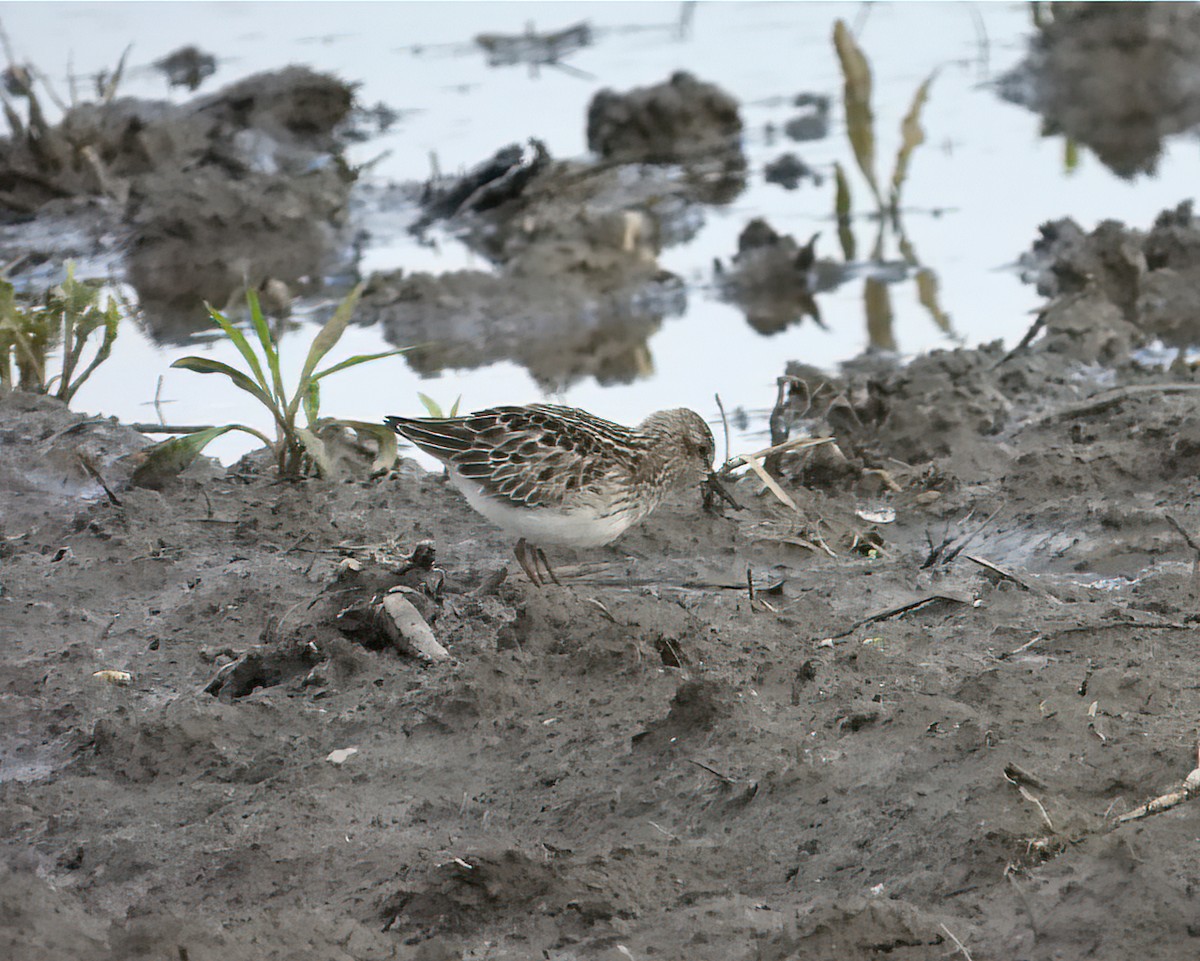 Least Sandpiper - John Felton