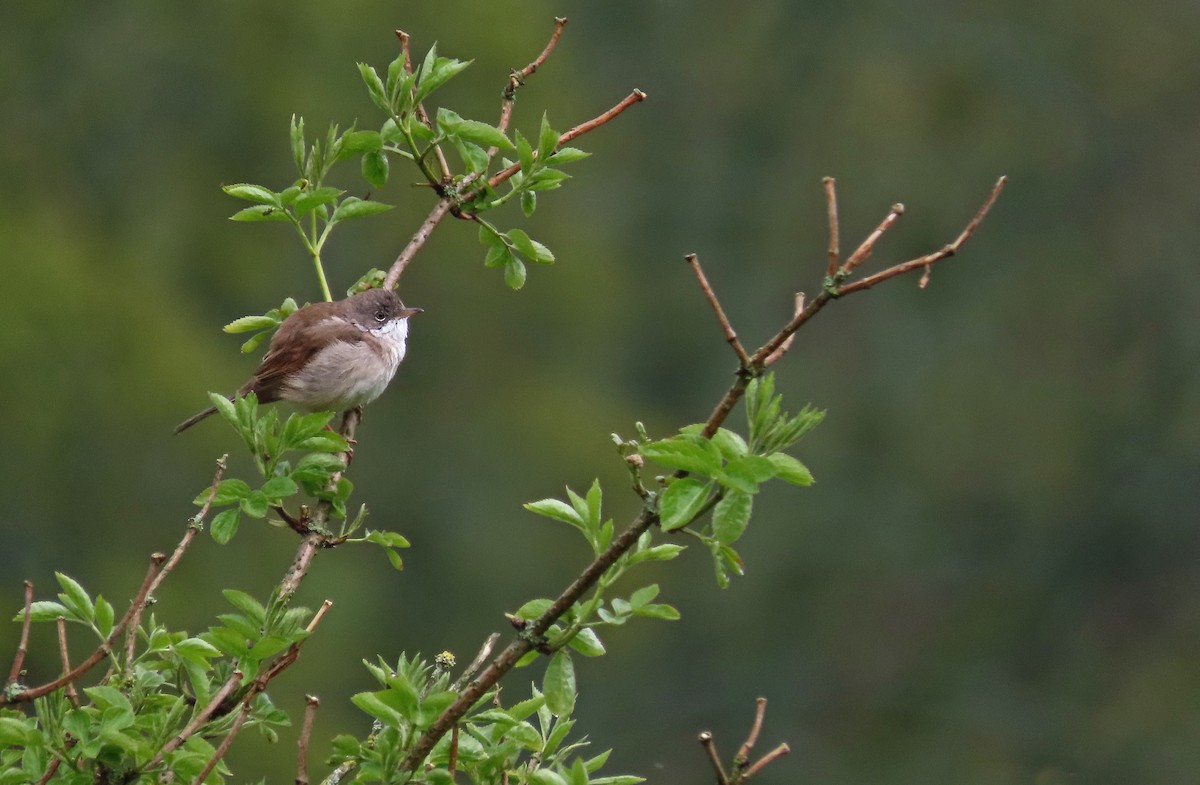 Greater Whitethroat - ML336941941