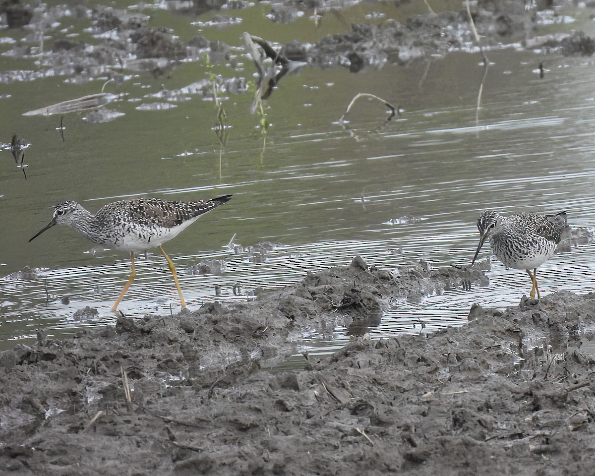 Lesser Yellowlegs - ML336942491