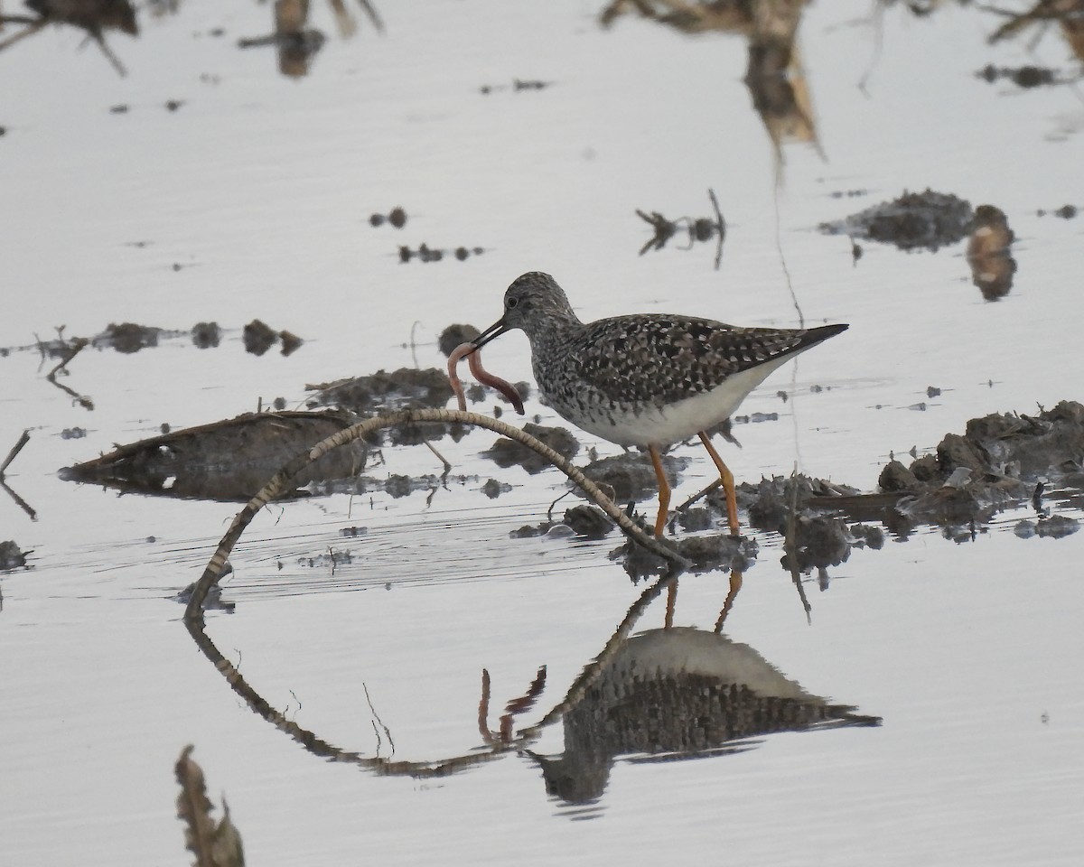 Lesser Yellowlegs - ML336942691