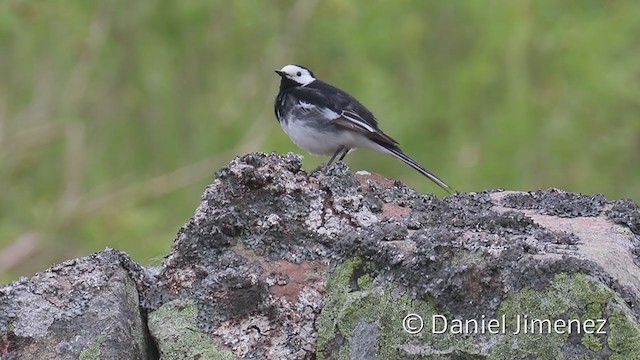 White Wagtail - ML336944101