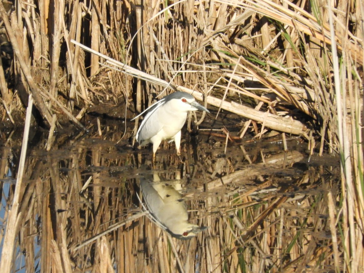 Black-crowned Night Heron - ML336947301