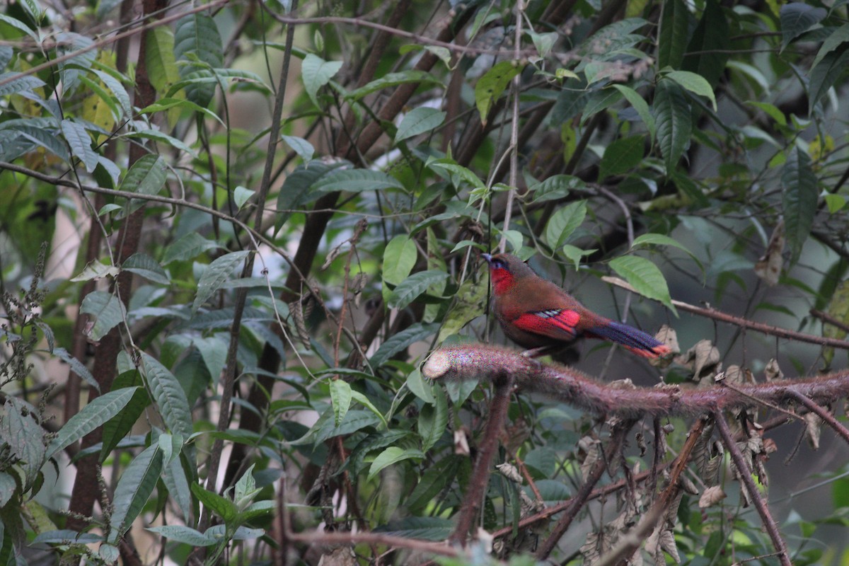 Red-faced Liocichla - ML336948361