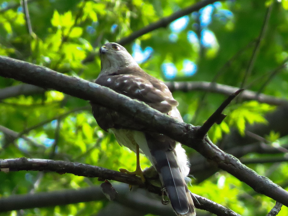 Sharp-shinned Hawk (Northern) - ML336948591