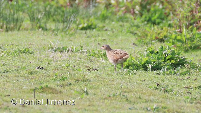 Corn Crake - ML336948611