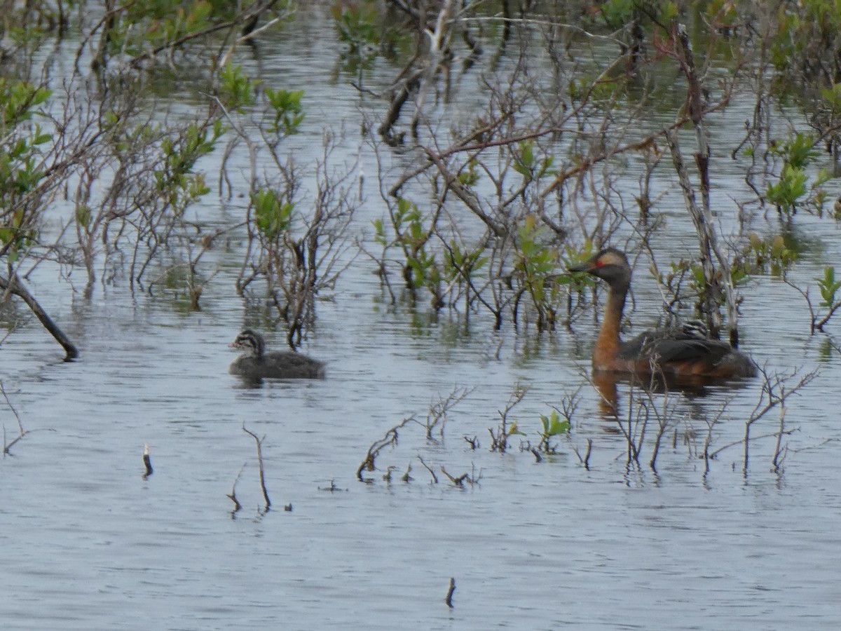 Horned Grebe - ML33695001