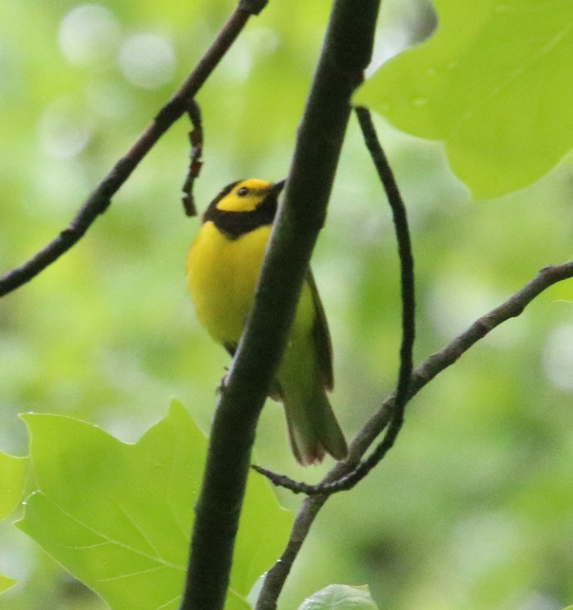 Hooded Warbler - ML336950181