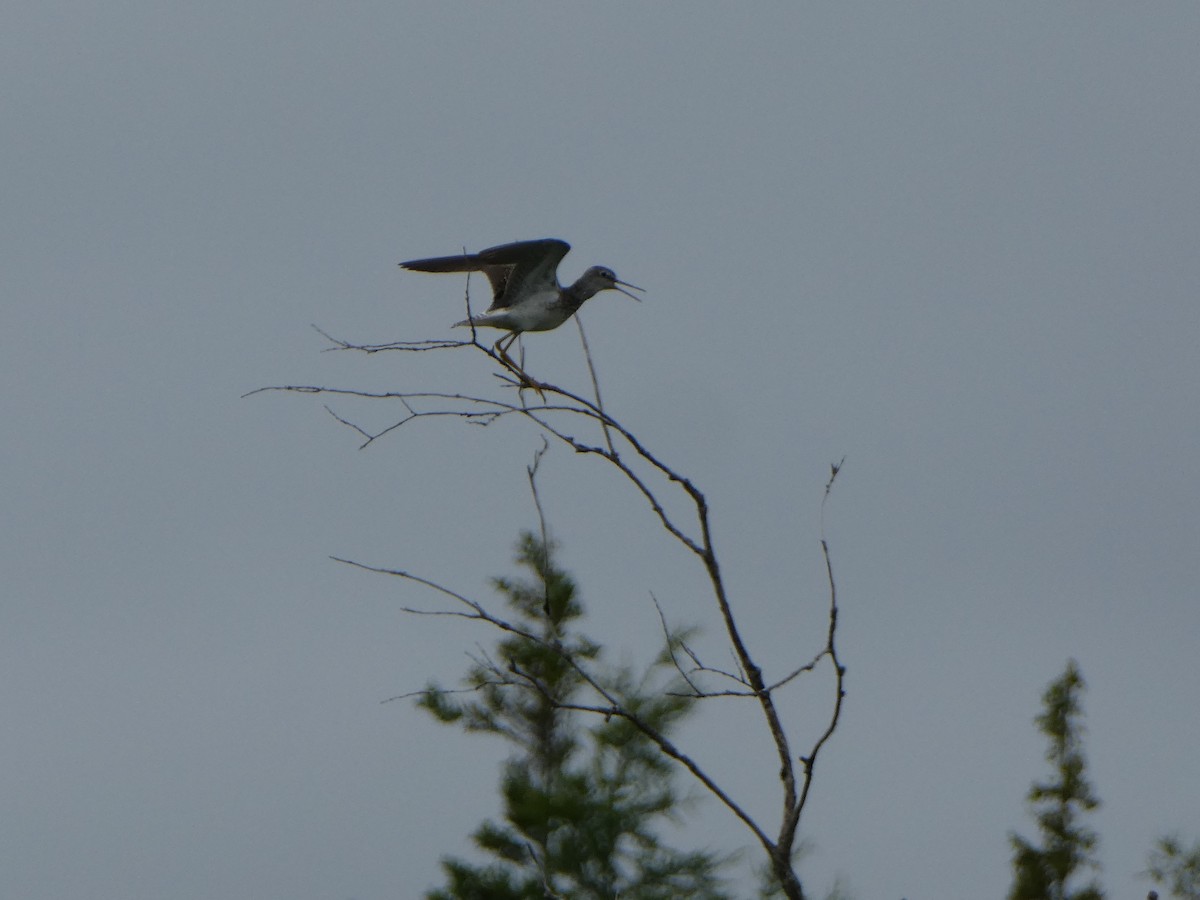 gulbeinsnipe - ML33695151