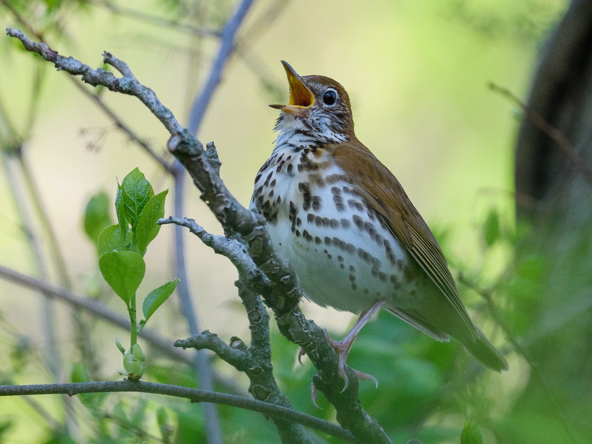 Wood Thrush - ML336954371