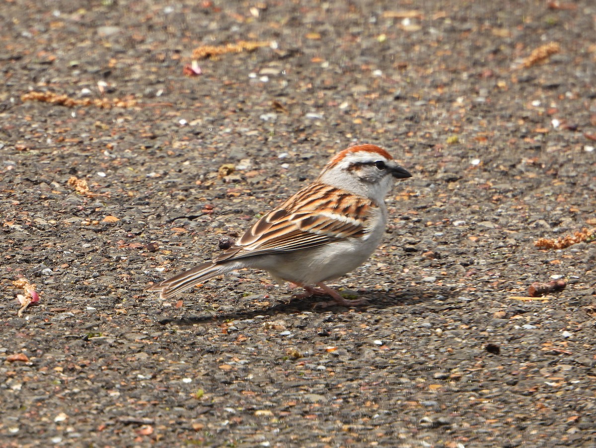 Chipping Sparrow - ML336955641