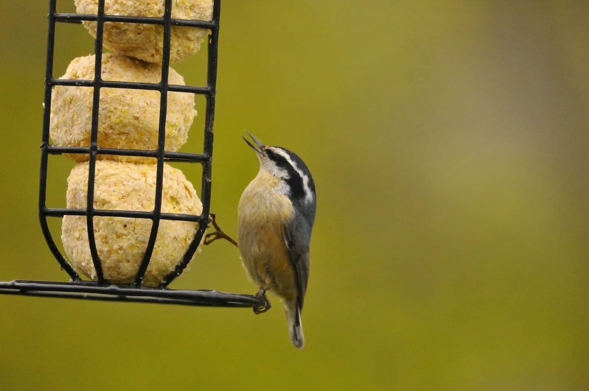 Red-breasted Nuthatch - ML336955761