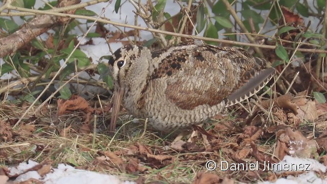 Eurasian Woodcock - ML336956311