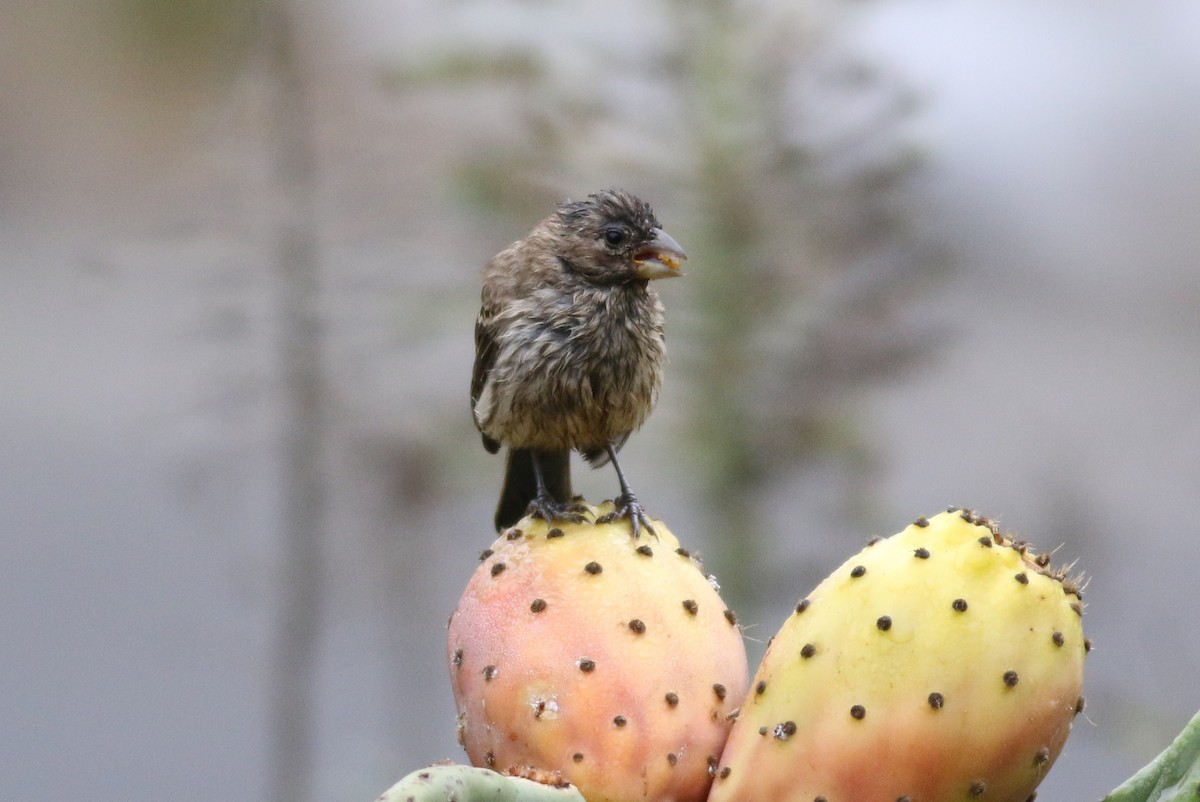 House Finch - ML33695671