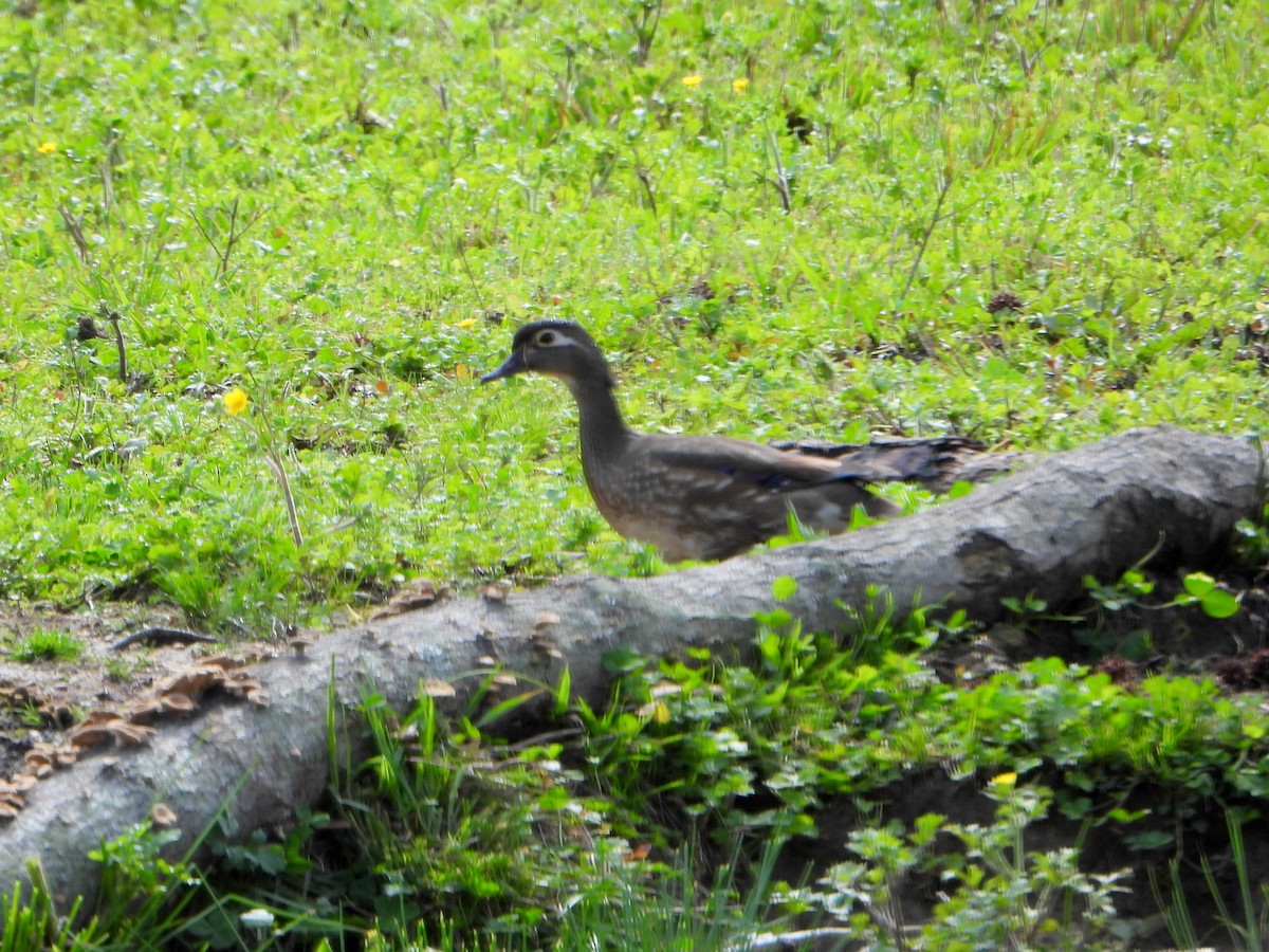 Wood Duck - ML336957071