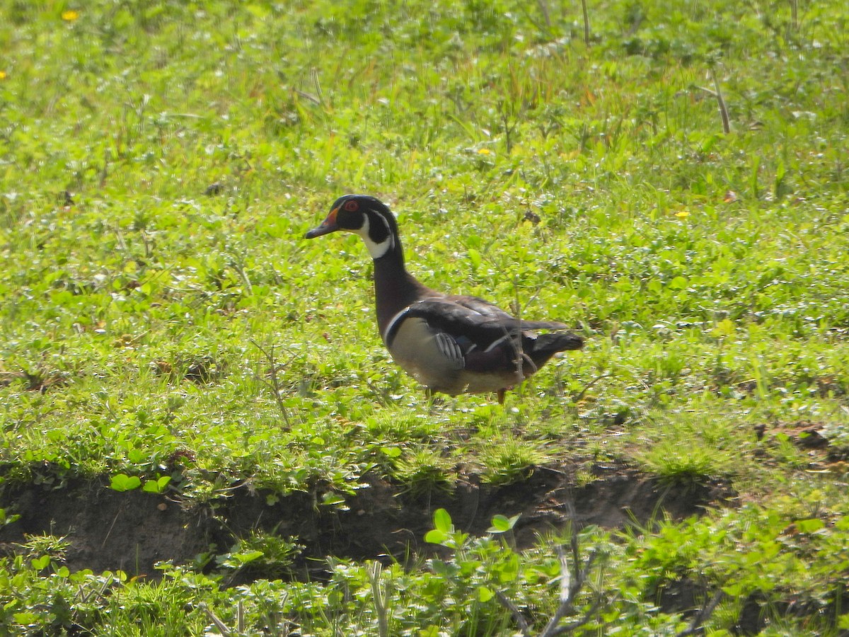 Wood Duck - ML336957121