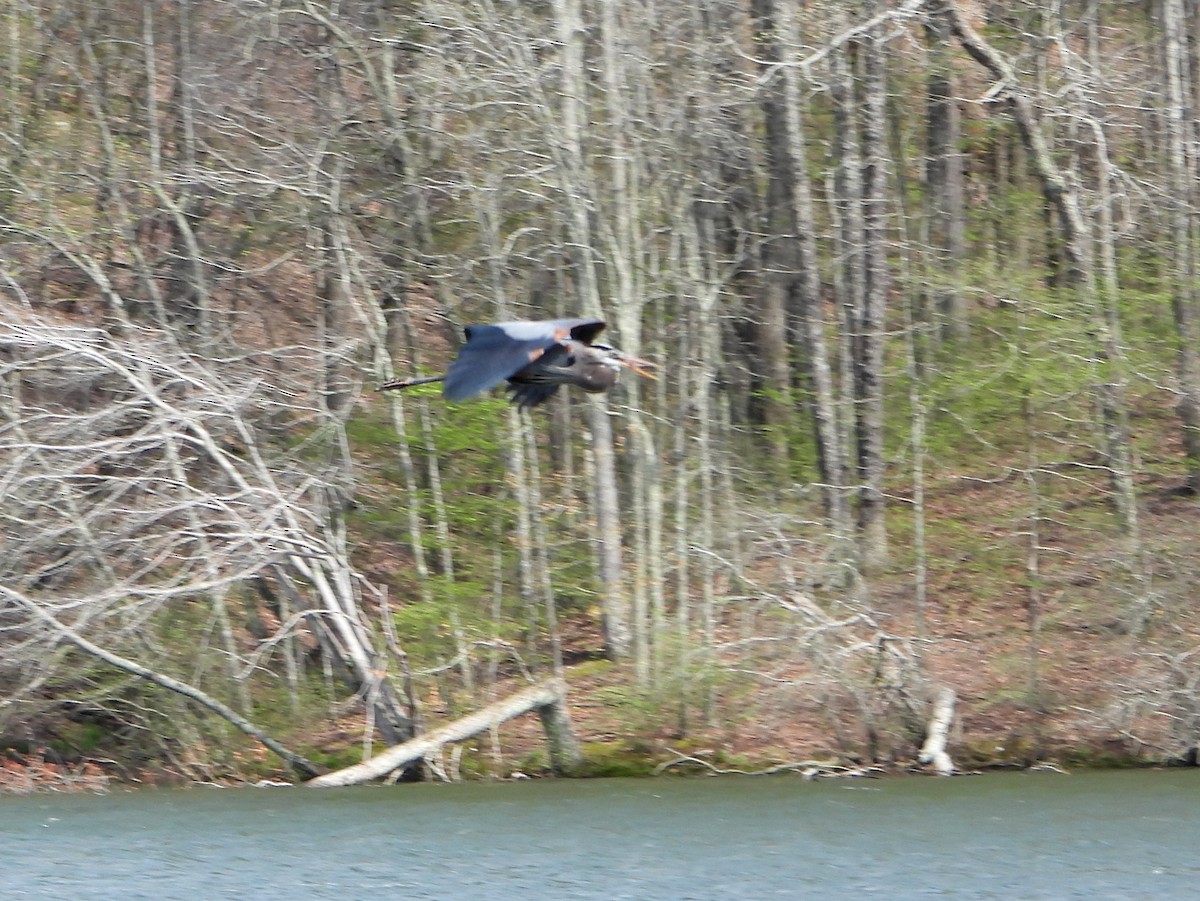Great Blue Heron - ML336957521