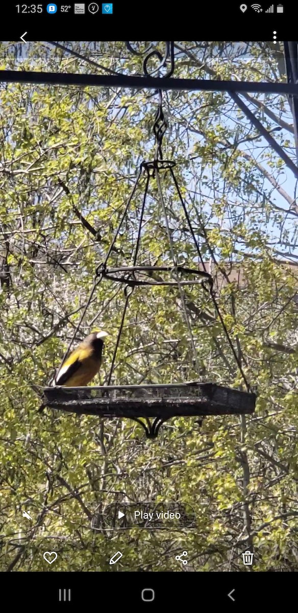 Evening Grosbeak - Mary Magistro