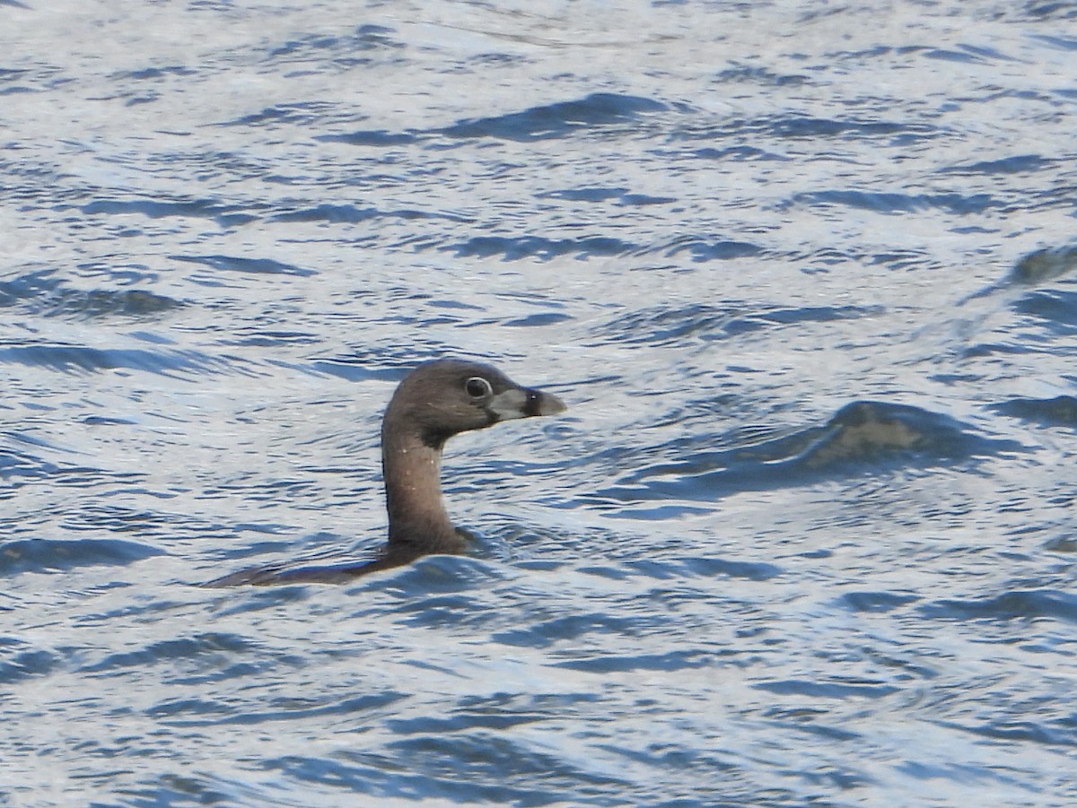 Pied-billed Grebe - ML336957781