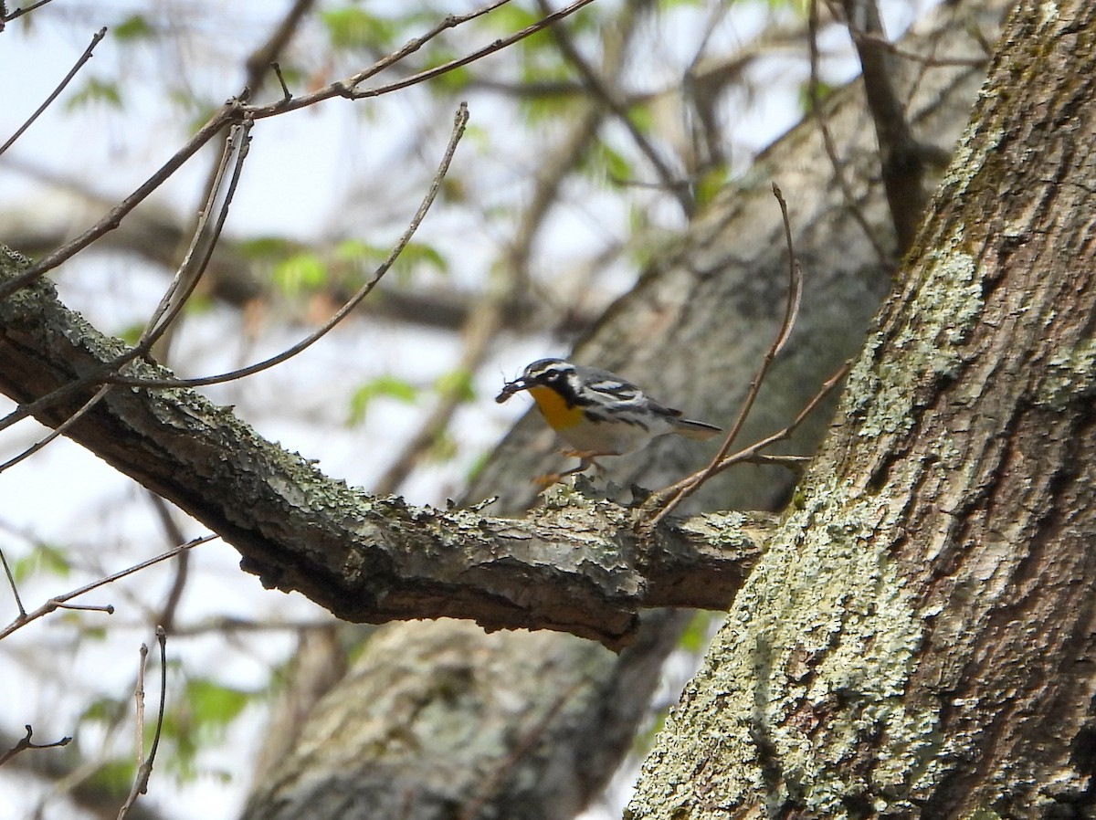Yellow-throated Warbler - ML336958031