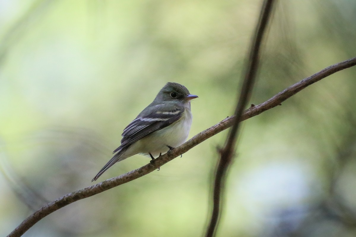 Acadian Flycatcher - Sean Carroll