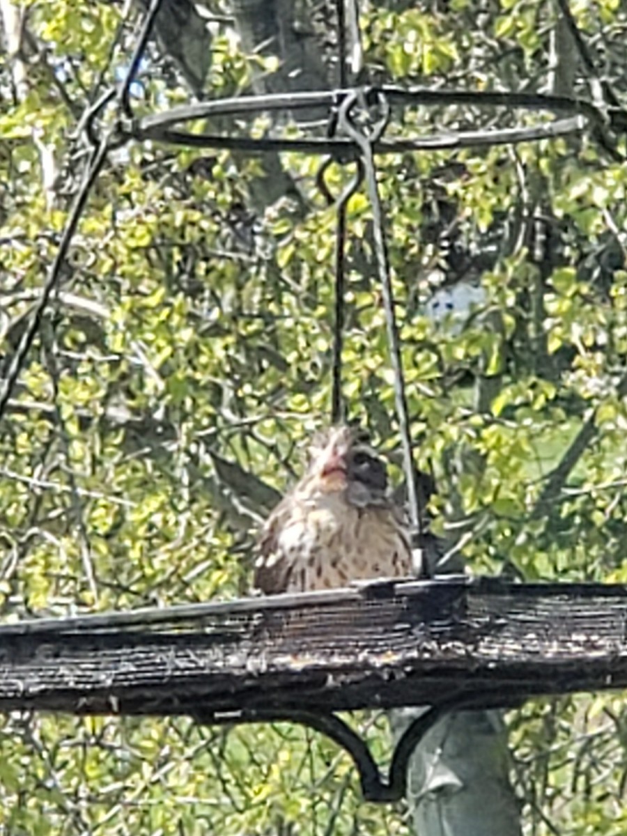 Rose-breasted Grosbeak - Mary Magistro