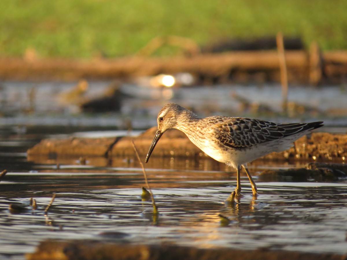 Stilt Sandpiper - ML33695841