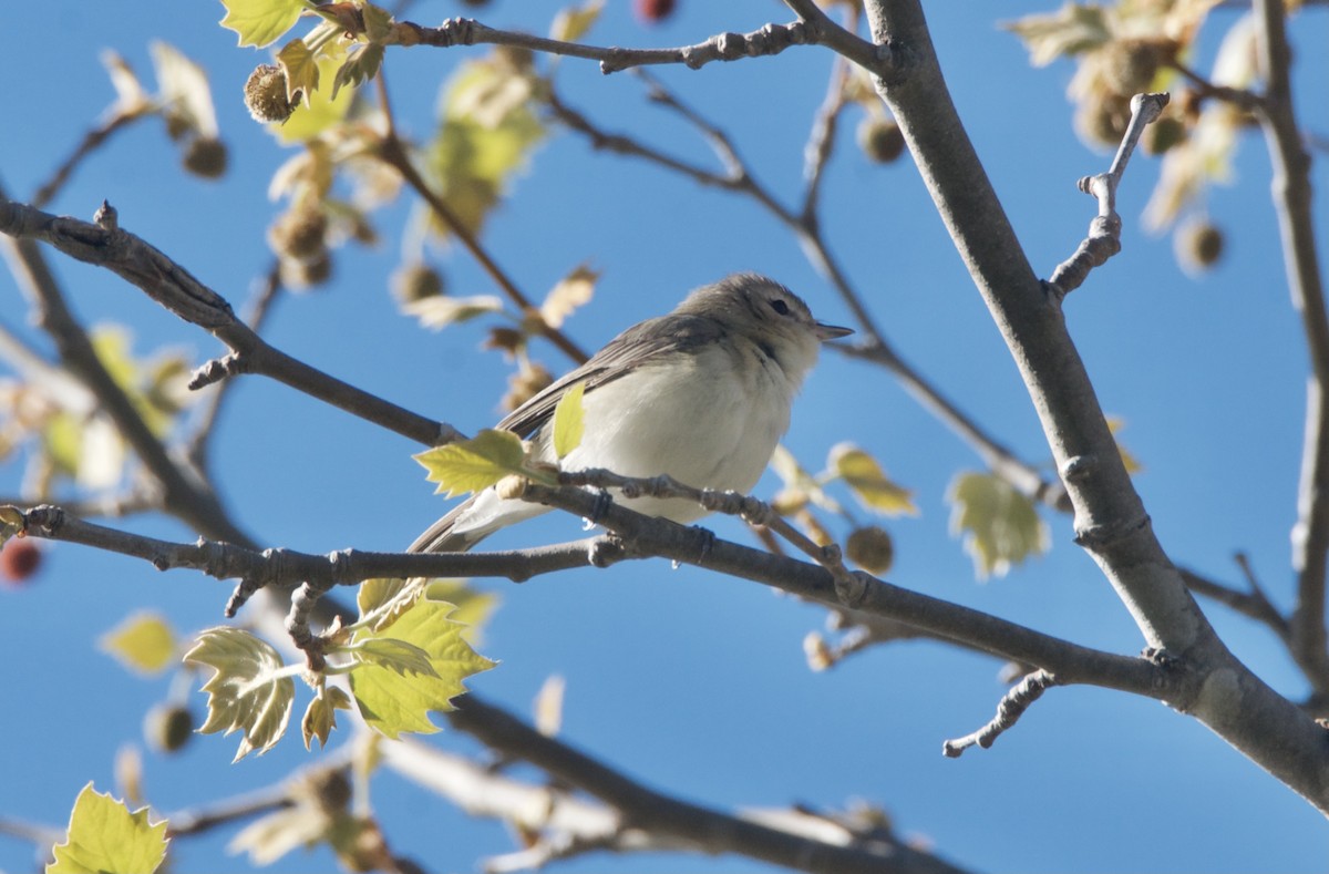 Warbling Vireo - ML336960111