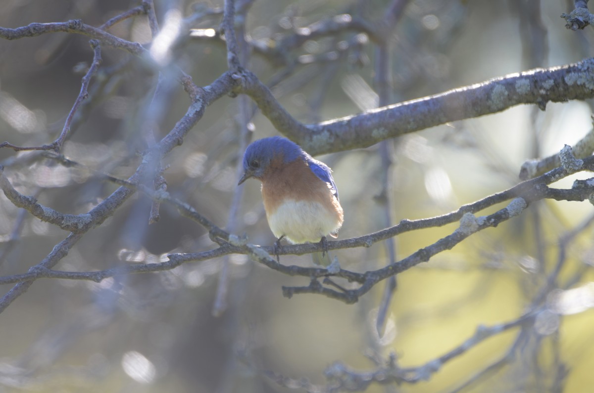 Eastern Bluebird - ML336960491