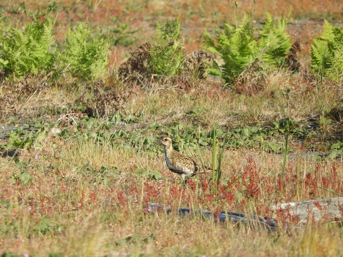 Pacific Golden-Plover - ML336962591