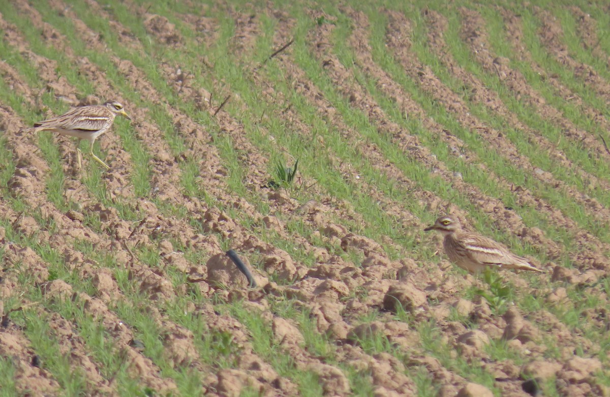 Eurasian Thick-knee - ML336962691