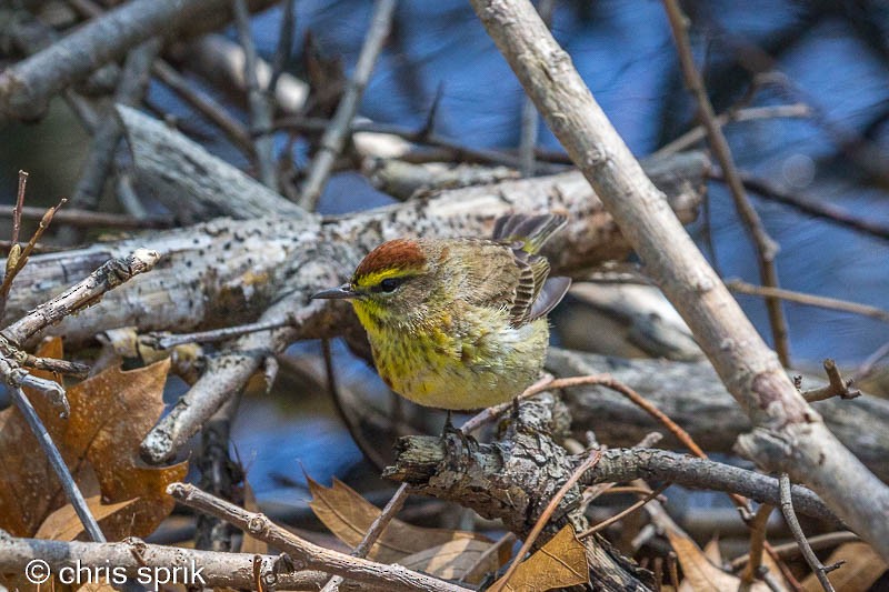 Palm Warbler - ML336962761