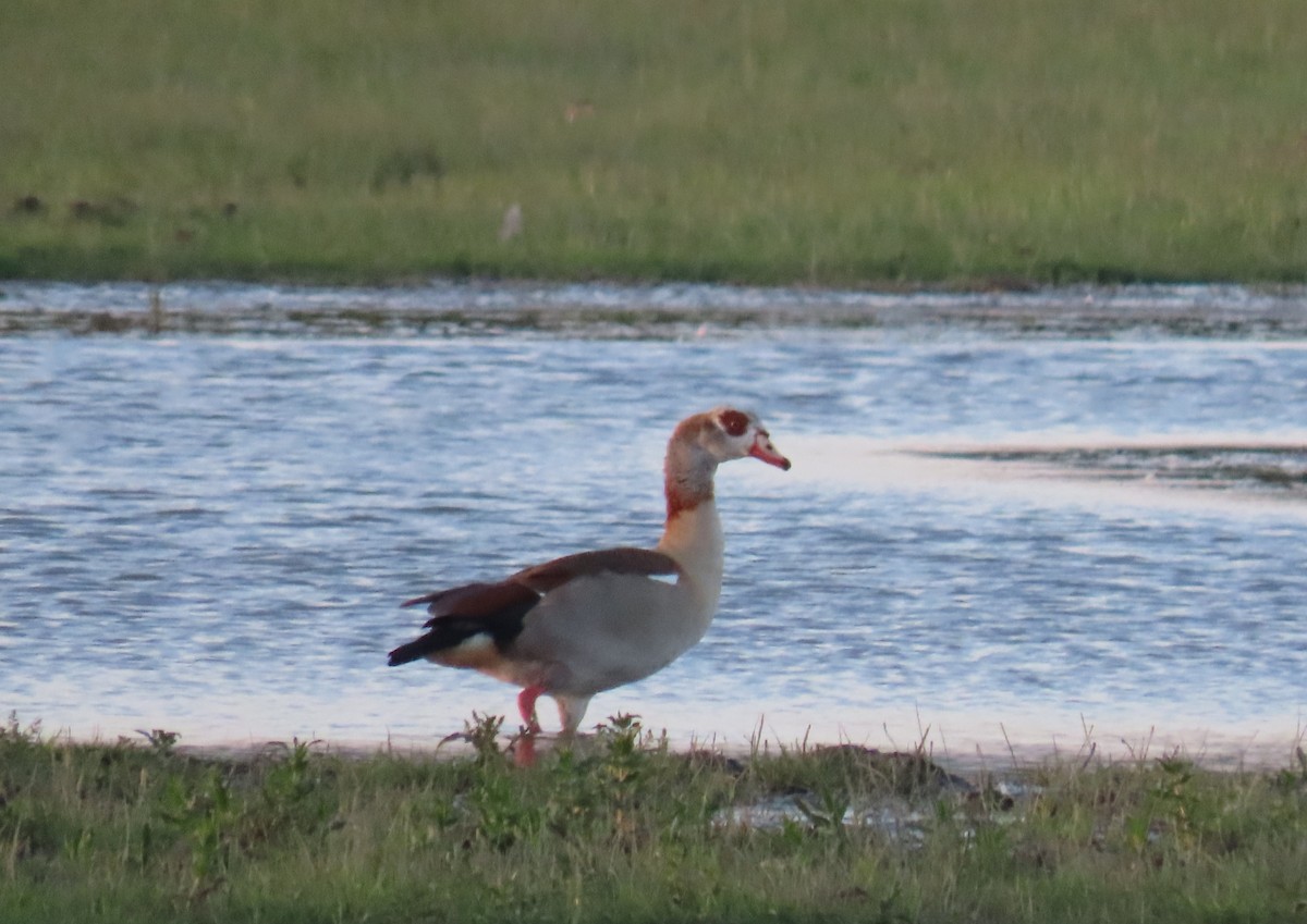 Egyptian Goose - ML336962891
