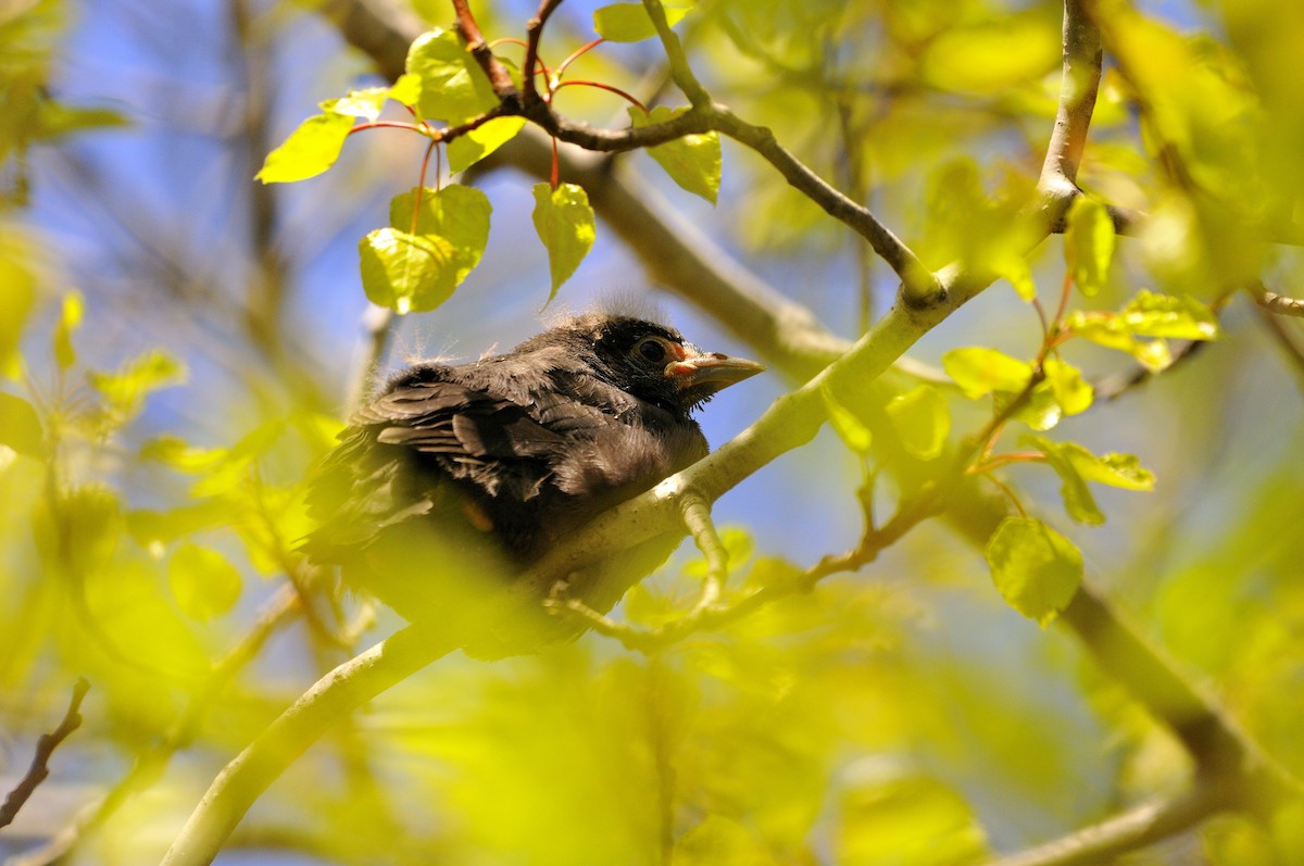 Common Grackle - Mary Magistro