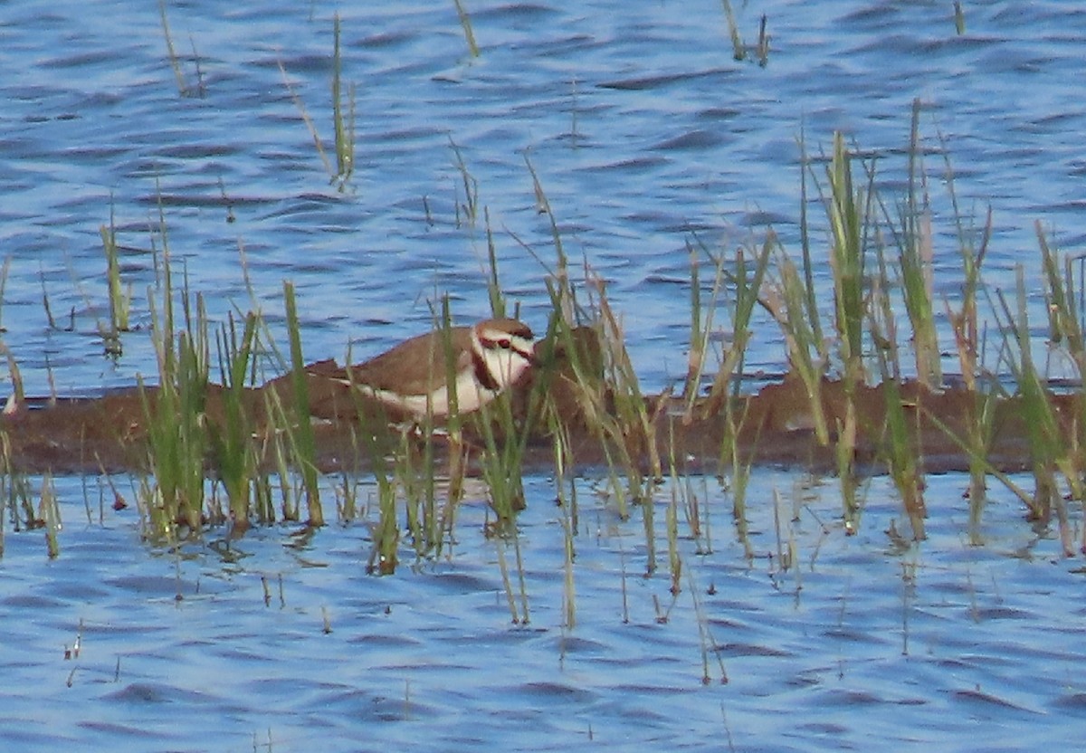 Kentish Plover - ML336963061