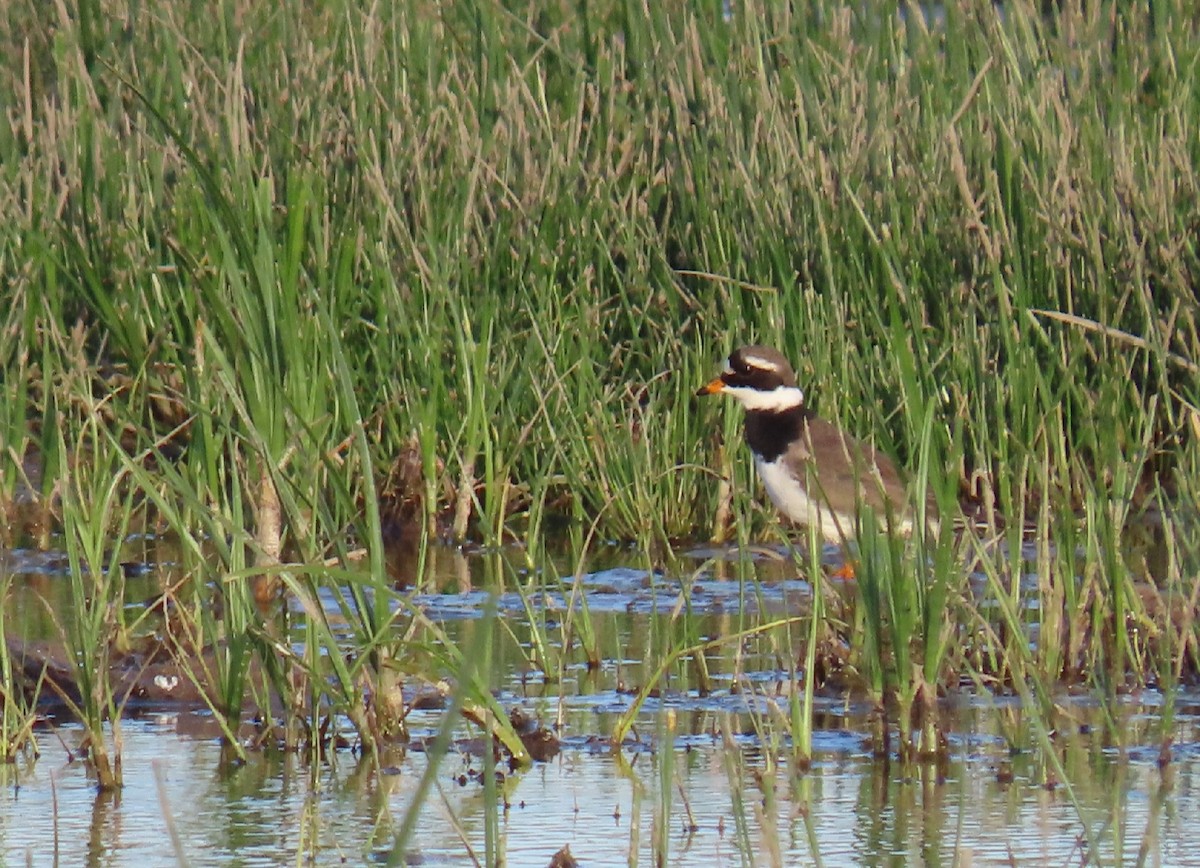 Common Ringed Plover - ML336963161