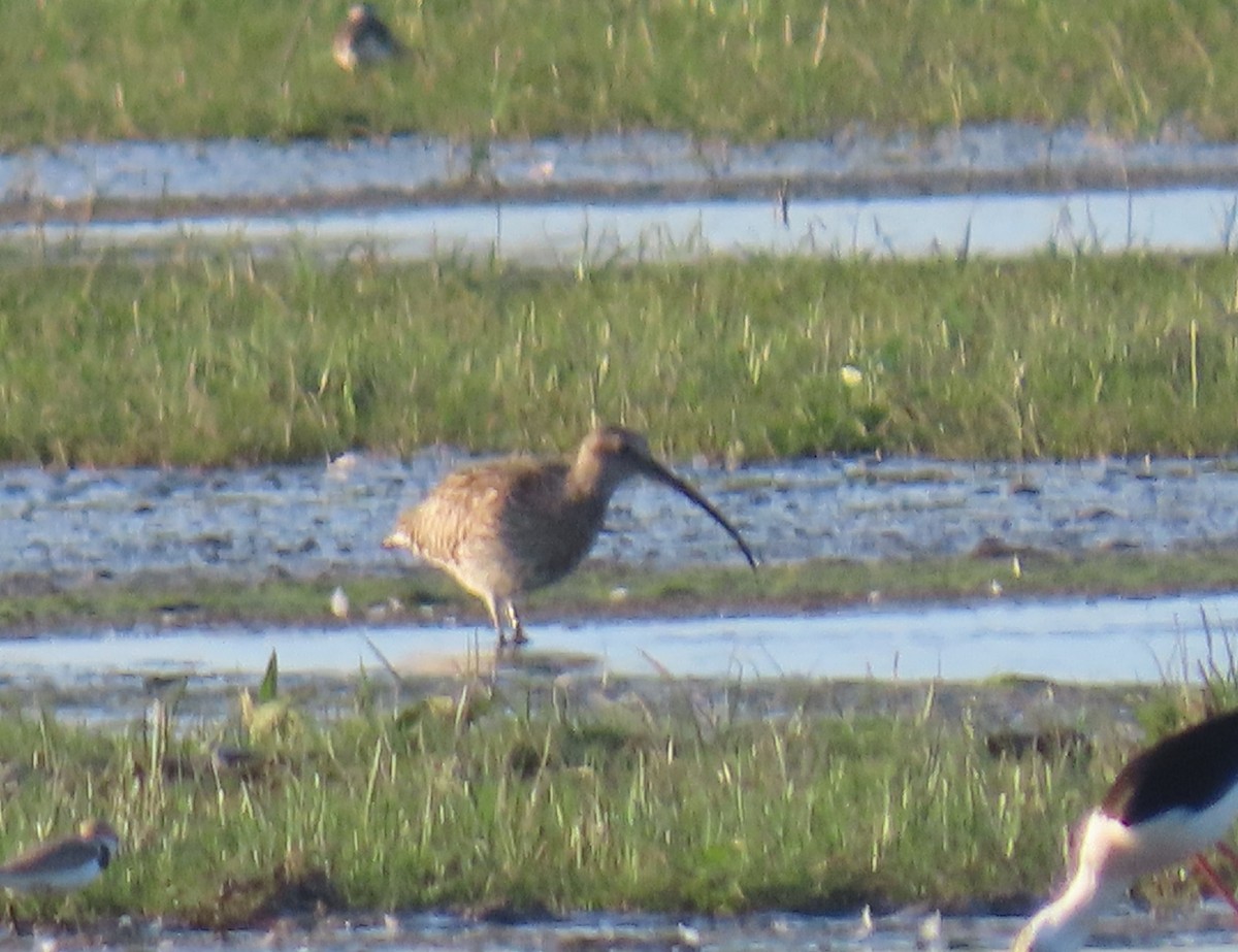 Eurasian Curlew - ML336963281