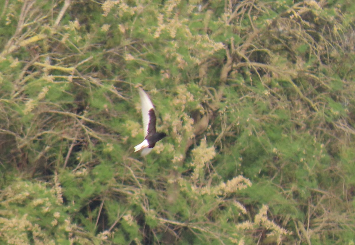 White-winged Tern - ML336963551